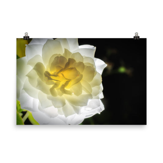 Glowing Rose 2 Floral Nature Photo Loose Unframed Wall Art Prints - PIPAFINEART