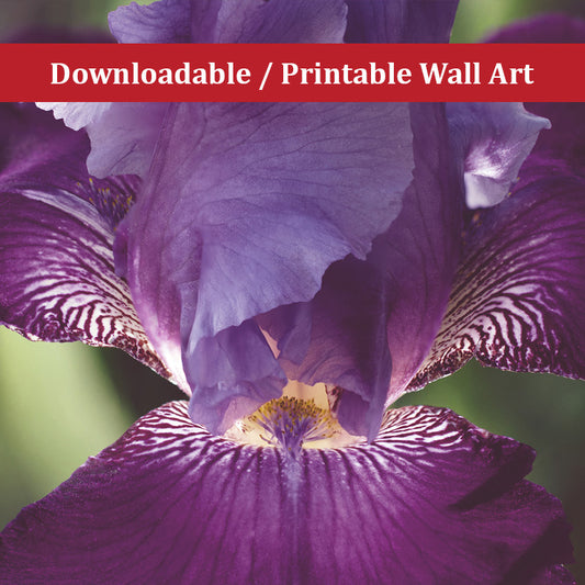 Glowing Iris Moody Midnight Floral Nature Photo DIY Wall Decor Instant Download Print - Printable  - PIPAFINEART