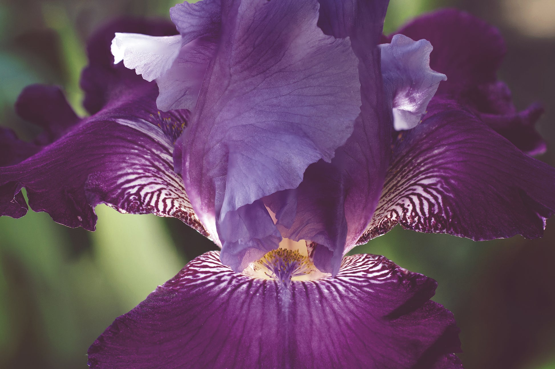 Glowing Iris Moody Midnight Floral Photo Fine Art Canvas Wall Art Prints  - PIPAFINEART