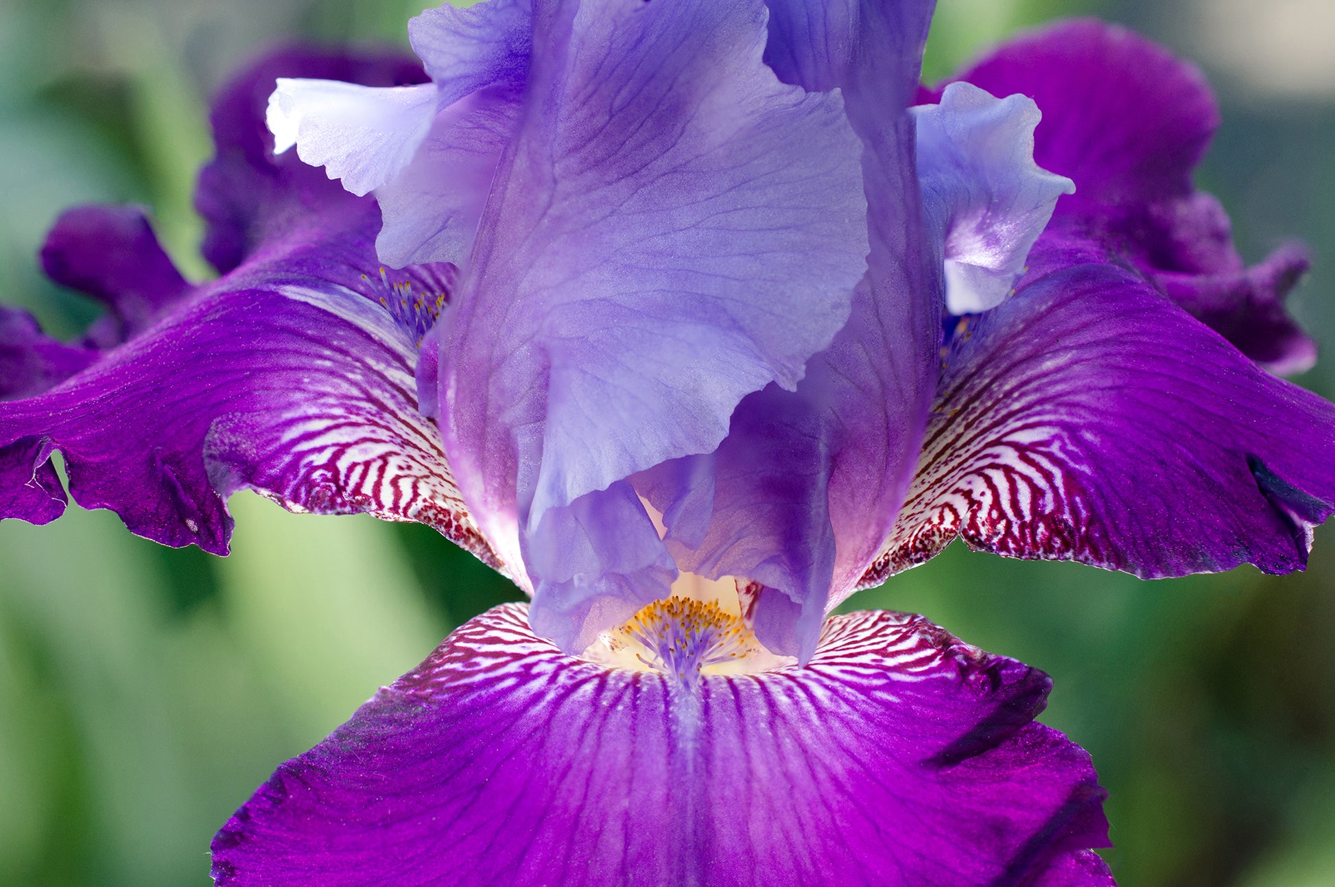 Glowing Iris Floral Nature Photo DIY Wall Decor Instant Download Print - Printable  - PIPAFINEART