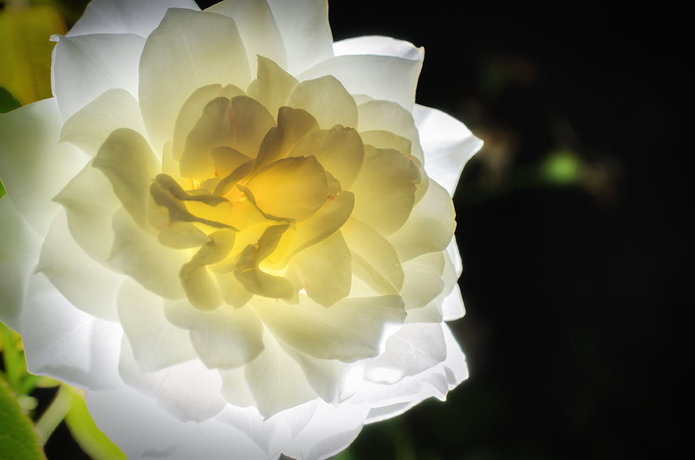 Glowing Rose 2 Nature / Floral Photo Fine Art Canvas Wall Art Prints  - PIPAFINEART
