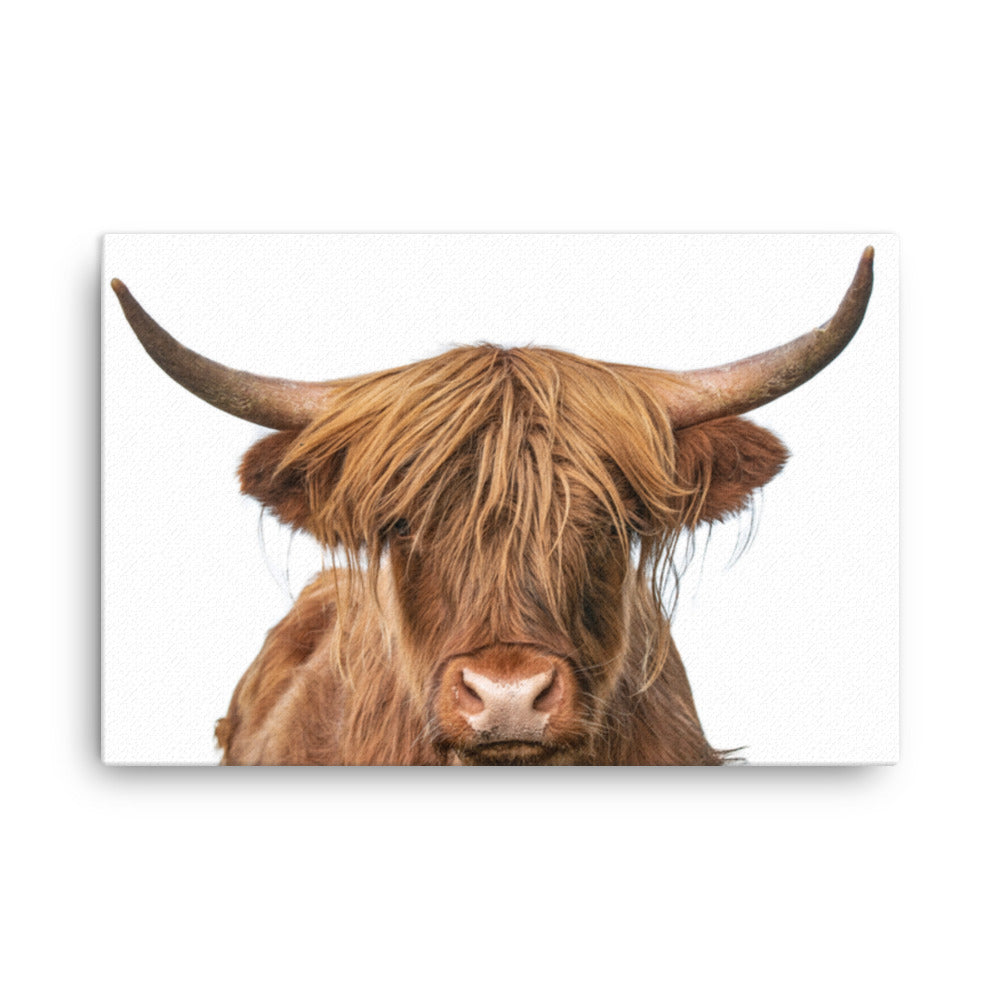 Golden Highland Cow Animal / Wildlife Photo Canvas Wall Art Prints