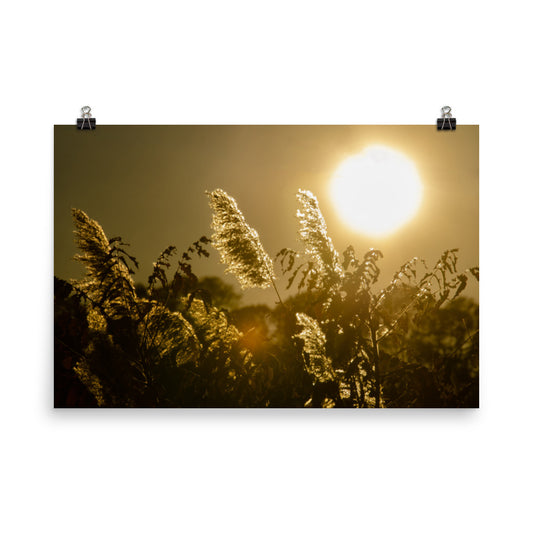 Golden Marsh Weeds Botanical Nature Photo Loose Unframed Wall Art Prints - PIPAFINEART