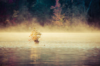 Golden Mist on Waples Pond Landscape Photo DIY Wall Decor Instant Download Print - Printable  - PIPAFINEART