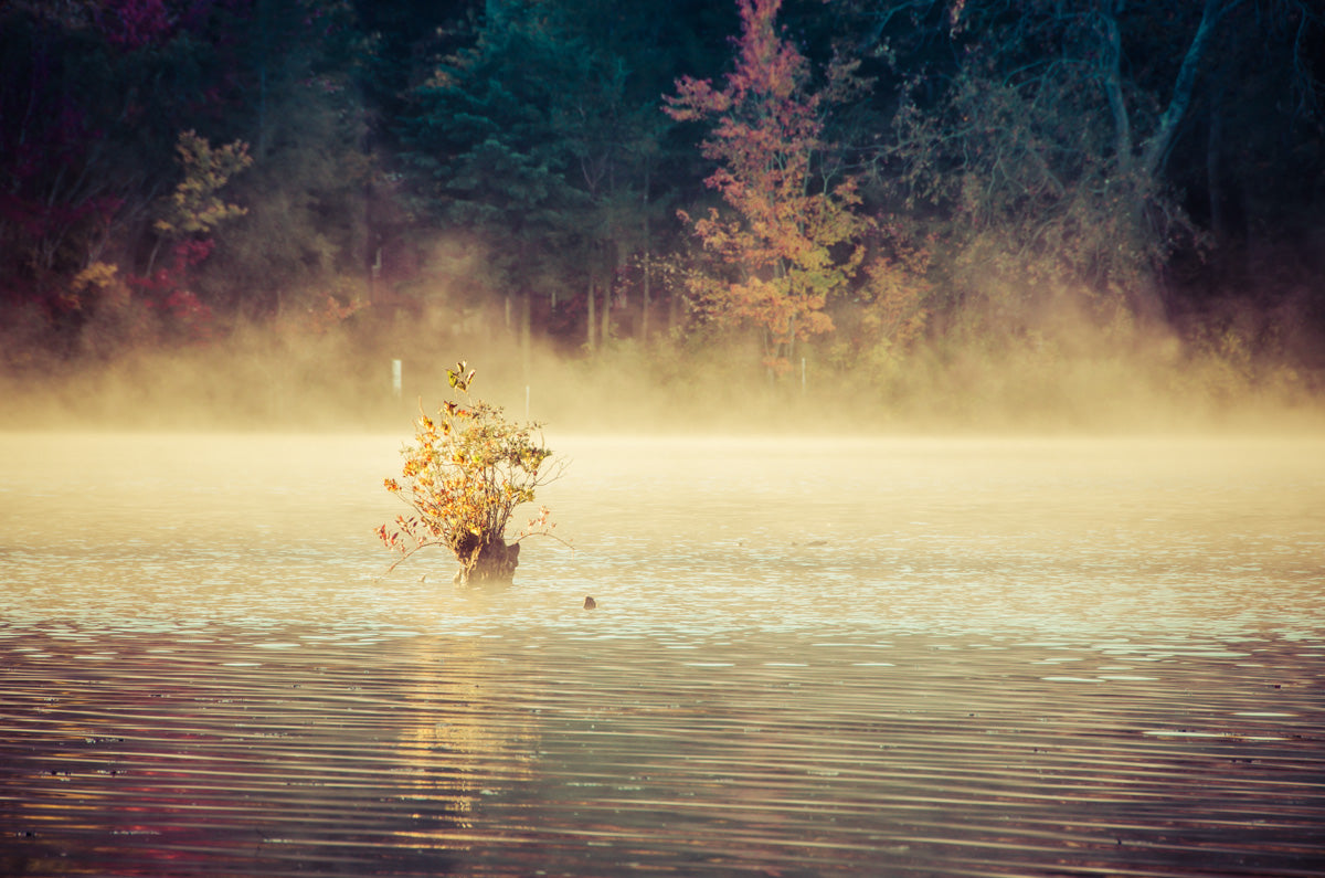 Golden Mist on Waples Pond Landscape Photo Fine Art Canvas Wall Art Prints  - PIPAFINEART