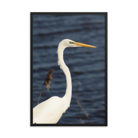 Great White Egret Animal Wildlife Photograph Framed Wall Art Prints