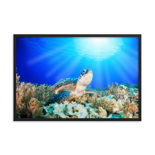 Green Sea Turtle in Tropical Coral Reef and Sunbeams Animal Wildlife Photograph Framed Wall Art Print
