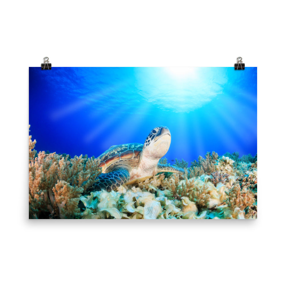 Green Sea Turtle In Tropical Coral Reef and Sunbeams Animal Wildlife Photograph Loose Wall Art Print