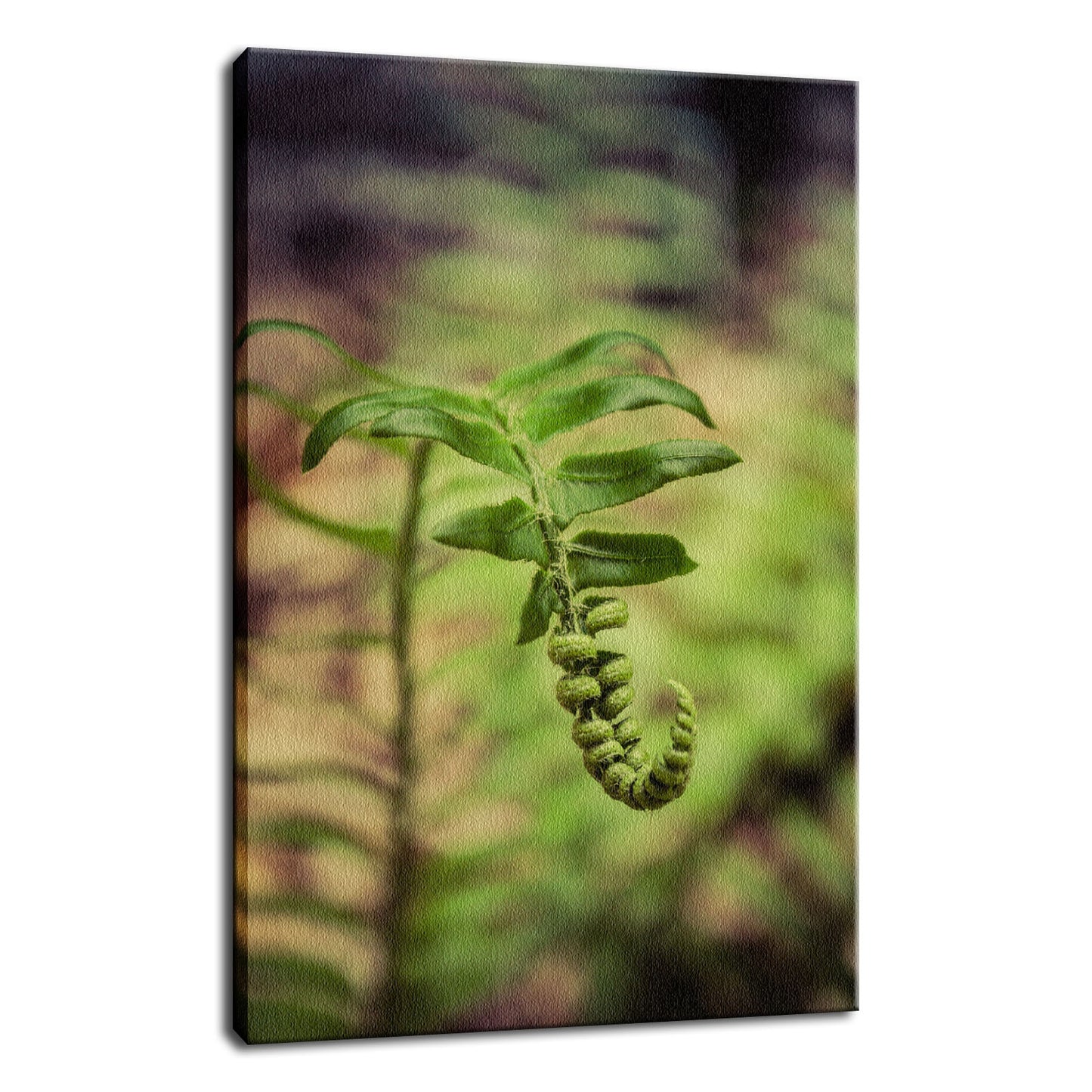 Growth of the Forest Floor Botanical / Nature Photo Fine Art Canvas Wall Art Prints  - PIPAFINEART