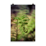 Growth of the Forest Floor Botanical Nature Photo Loose Unframed Wall Art Prints - PIPAFINEART