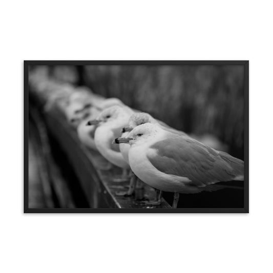 Gull King Animal Wildlife Black and White Photograph Framed Wall Art Prints