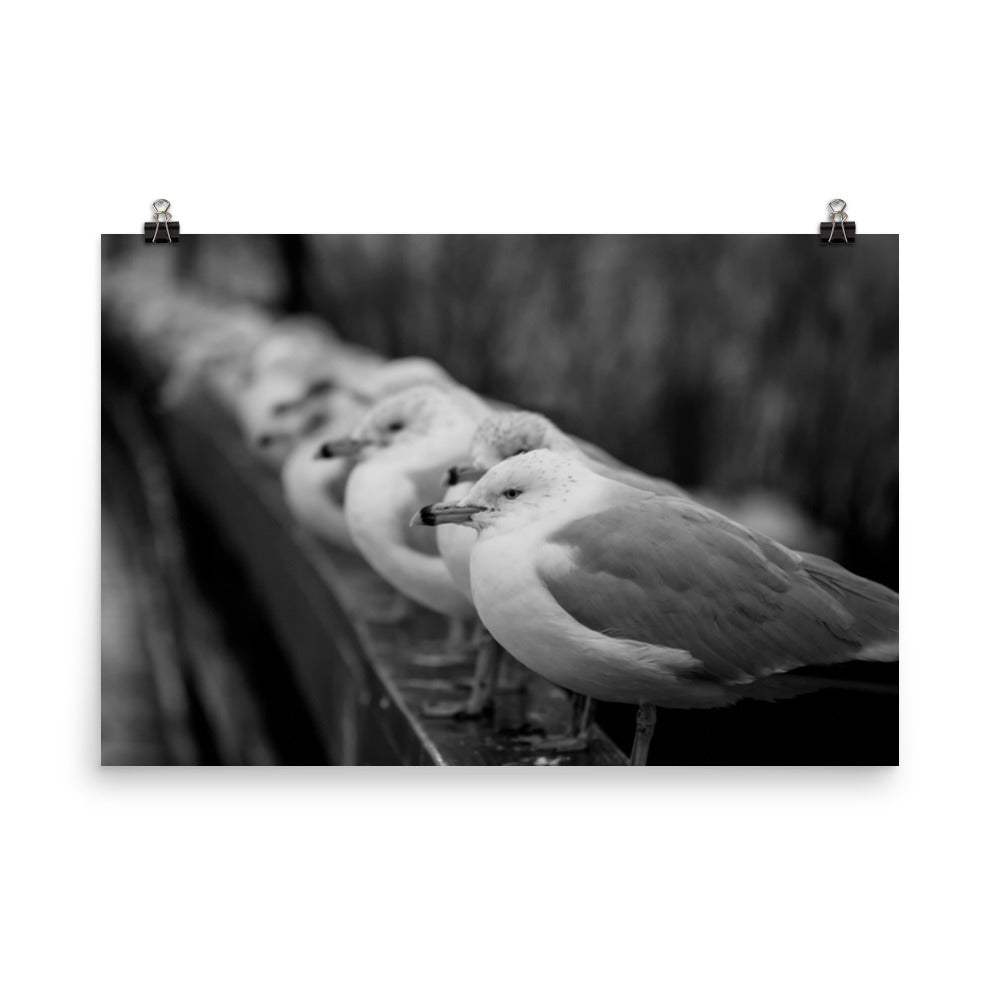 Gull King Bird / Animal / Wildlife Photograph Loose Wall Art Print