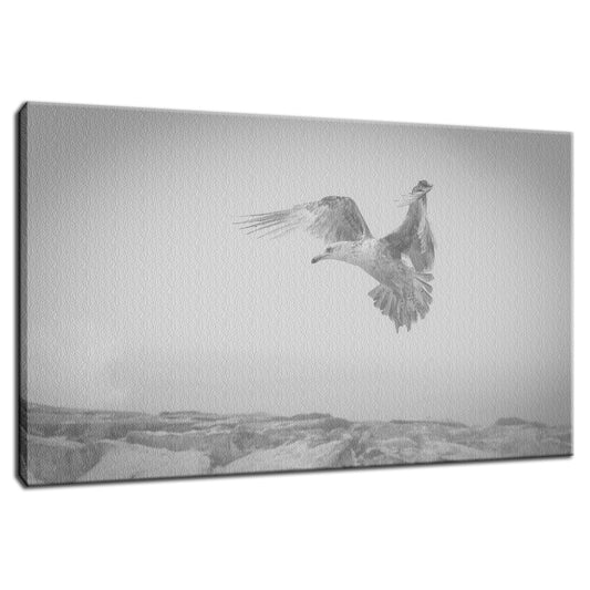 Gull in the Mist - Black and White Animal / Wildlife Photograph Fine Art Canvas & Unframed Wall Art Prints  - PIPAFINEART
