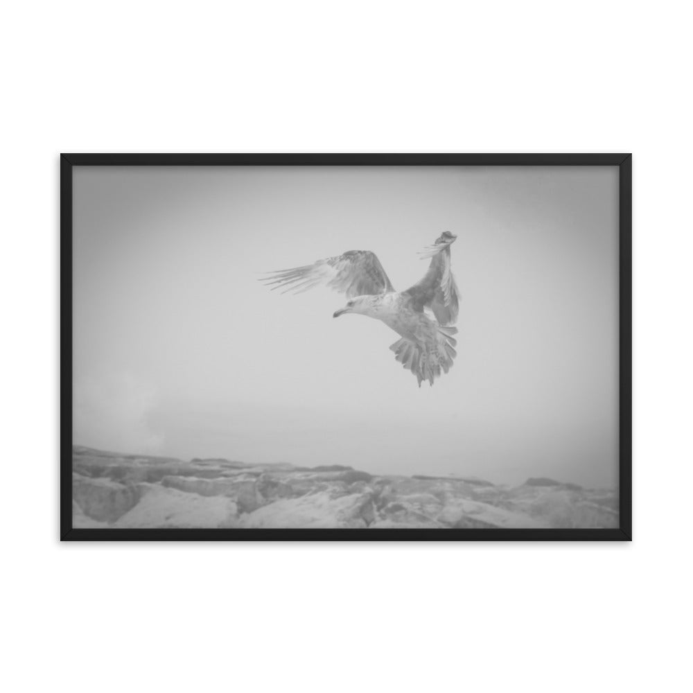 Gull in the Mist - Black and White Animal Wildlife Photograph Framed Wall Art Prints