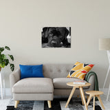 Gurdy on Porch Animal / Dog Black & White Fine Art Canvas & Unframed Wall Art Prints 20" x 30" / Canvas Fine Art - PIPAFINEART