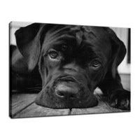Gurdy on Porch Animal / Dog Black & White Fine Art Canvas & Unframed Wall Art Prints  - PIPAFINEART
