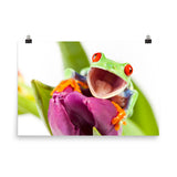 Happy Red Eyed Tree Frog Sitting on Purple Tulip Flower Bloom Wildlife Nature Photo Loose Wall Art Print