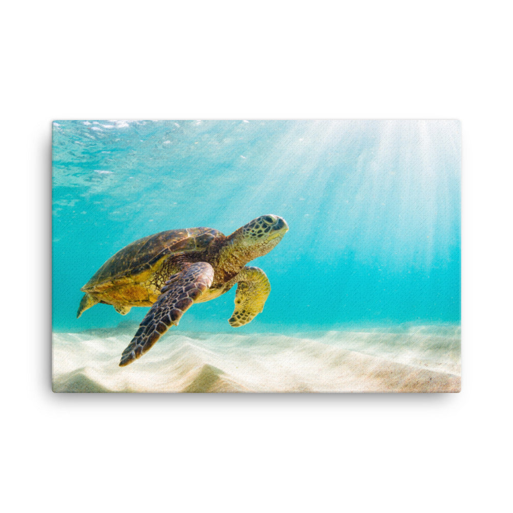 Hawaiian Green Sea Turtle In Turquoise Blue Sea and Sandbars Animal Wildlife Photograph Canvas Wall Art Print