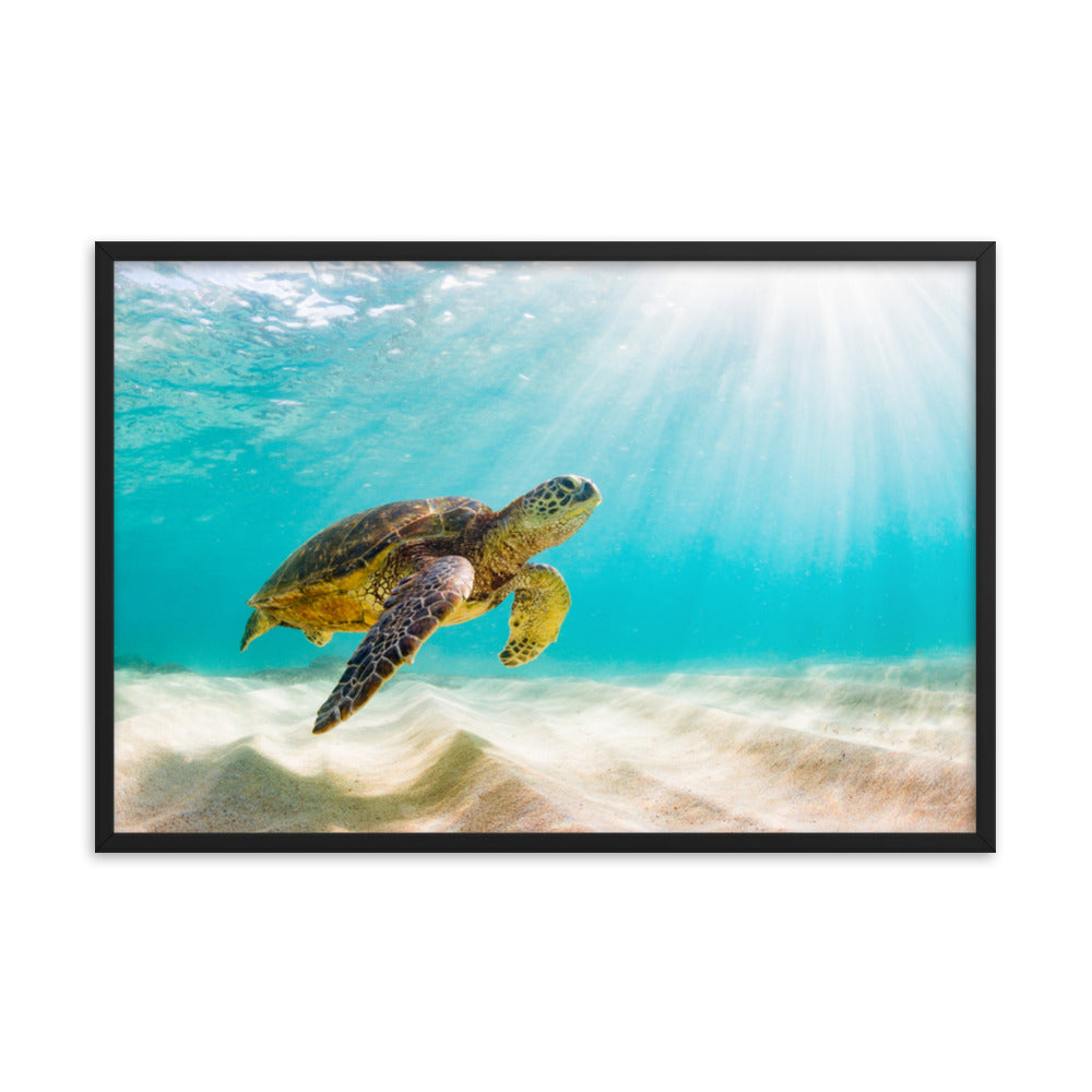 Hawaiian Green Sea Turtle in Turquoise Blue Sea and Sandbars Animal Wildlife Photograph Framed Wall Art Print