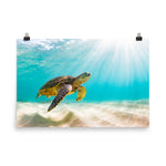 Hawaiian Green Sea Turtle In Turquoise Blue Sea and Sandbars Animal Wildlife Photograph Loose Wall Art Print