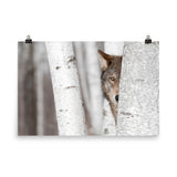 Hiding Wolf Behind Birch Tree In The Forest Animal Wildlife Nature Photograph Loose Wall Art Print