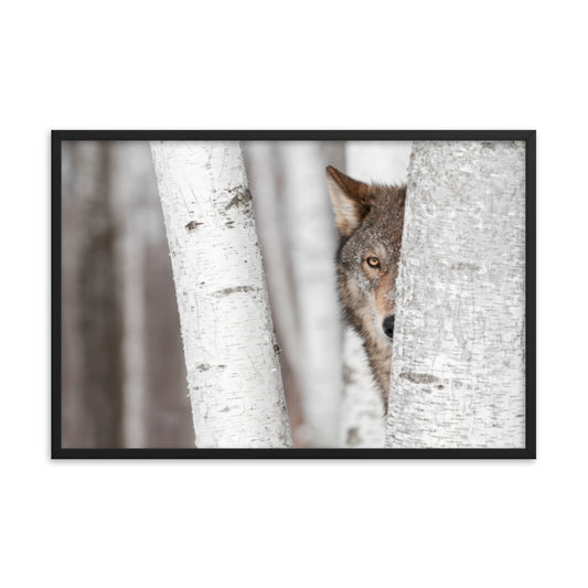 Hiding Wolf Behind Birch Tree in the Forest Animal Wildlife Nature Photograph Framed Wall Art Prints