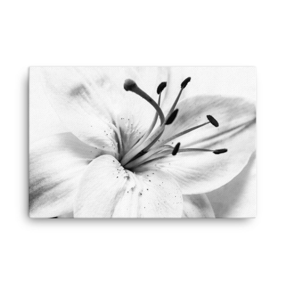 High Key Lily Black and White Floral Nature Canvas Wall Art Prints