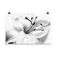 High Key Lily Floral Nature Photo Loose Unframed Wall Art Prints - PIPAFINEART