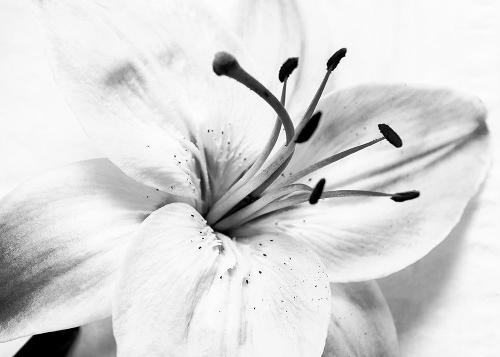 High Key Lily Black & White Nature / Floral Photo Fine Art Canvas Wall Art Prints  - PIPAFINEART