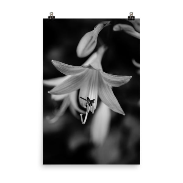 Hosta Bloom Black and White Floral Nature Photo Loose Unframed Wall Art Prints - PIPAFINEART