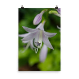 Hosta Bloom Floral Nature Photo Loose Unframed Wall Art Prints - PIPAFINEART
