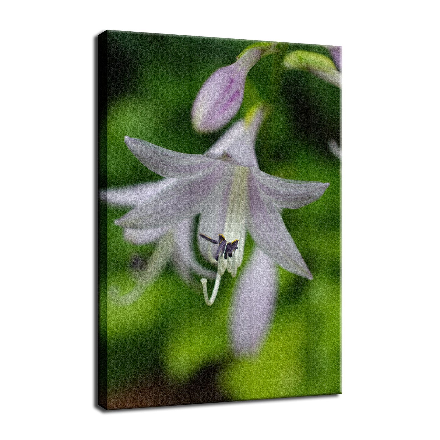 Hosta Bloom Nature / Floral Photo Fine Art Canvas Wall Art Prints  - PIPAFINEART
