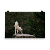 Howling White Wolf In The Forest Animal Wildlife Nature Photograph Loose Wall Art Print