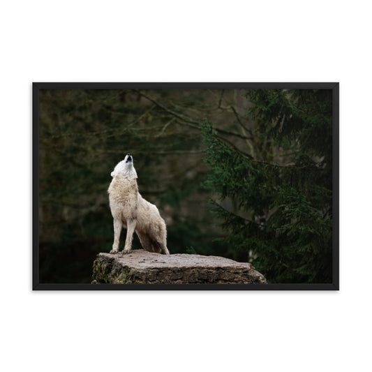 Howling White Wolf in the Forest Animal Wildlife Photograph Framed Wall Art Print