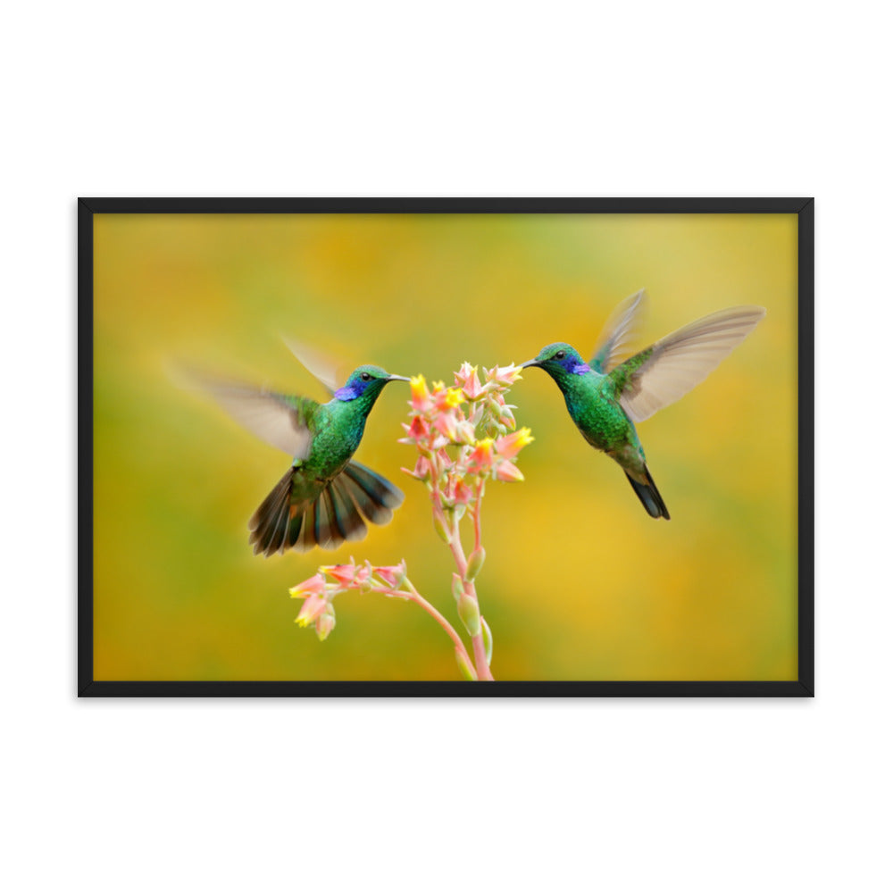 Hummingbirds with Little Pink Flowers Animal Wildlife Photo Framed Wall Art Prints