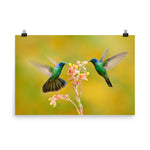 Hummingbirds with Little Pink Flowers Loose Wall Art Print