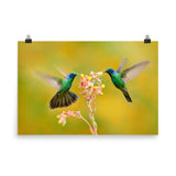 Hummingbirds with Little Pink Flowers Loose Wall Art Print