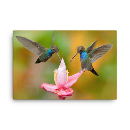 Hummingbirds with Pink Flower Bloom Animal Wildlife Floral Photograph Canvas Wall Art Print
