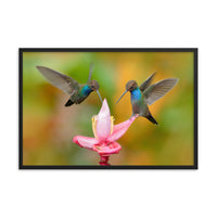 Hummingbirds with Pink Flower Bloom Animal Wildlife Photograph Framed Wall Art Print