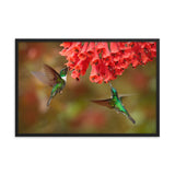 Hummingbirds with Reddish-Orange Flowers Animal Wildlife Photograph Framed Wall Art Prints