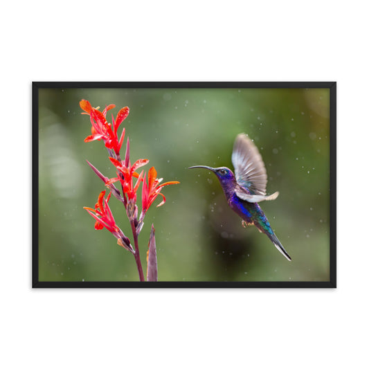 Hummingbird with Little Red Flowers Animal Wildlife Photograph Framed Wall Art Prints