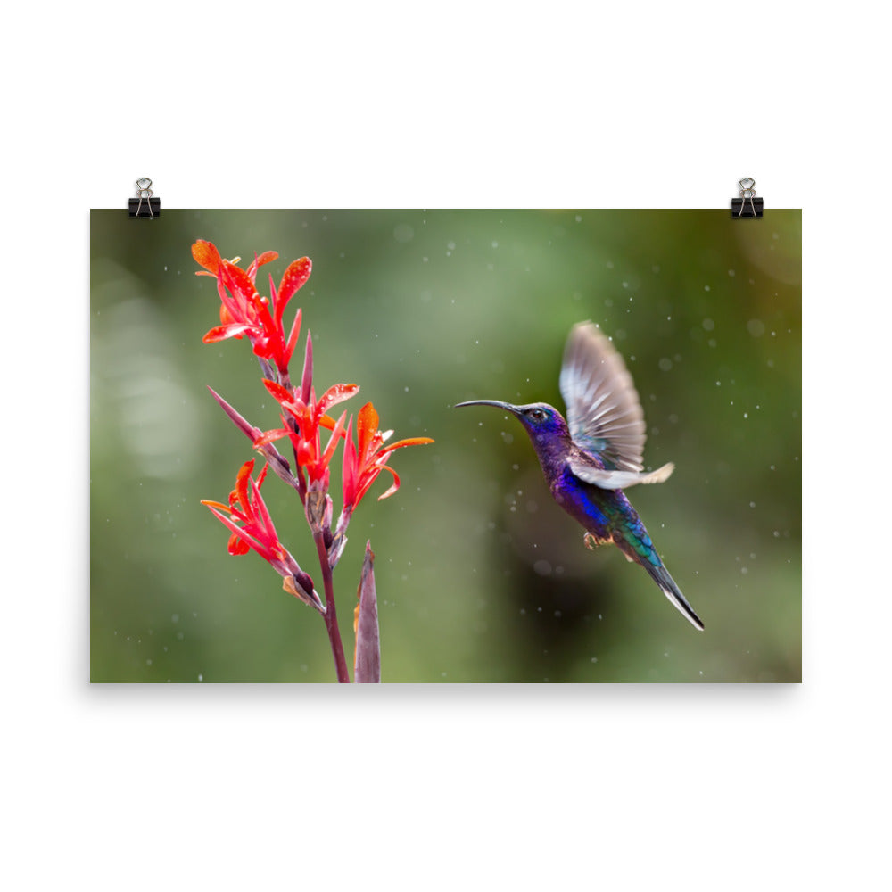 Hummingbird with Little Red Flowers Loose Wall Art Print