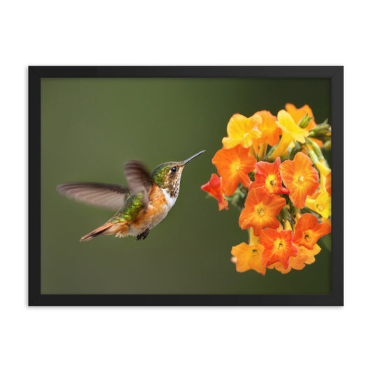 Hummingbird with Little Yellow-Orange Flowers Animal Wildlife Photograph Framed Wall Art Prints