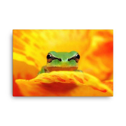 Hyla Green Frog on Yellow and Orange Flower Petals Wildlife Floral Nature Photo Canvas Wall Art Print