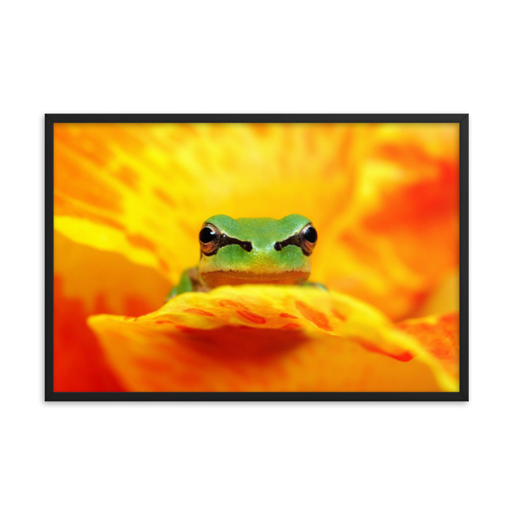 Hyla Green Frog on Yellow and Orange Flower Petals Wildlife Nature Photo Framed Wall Art Print