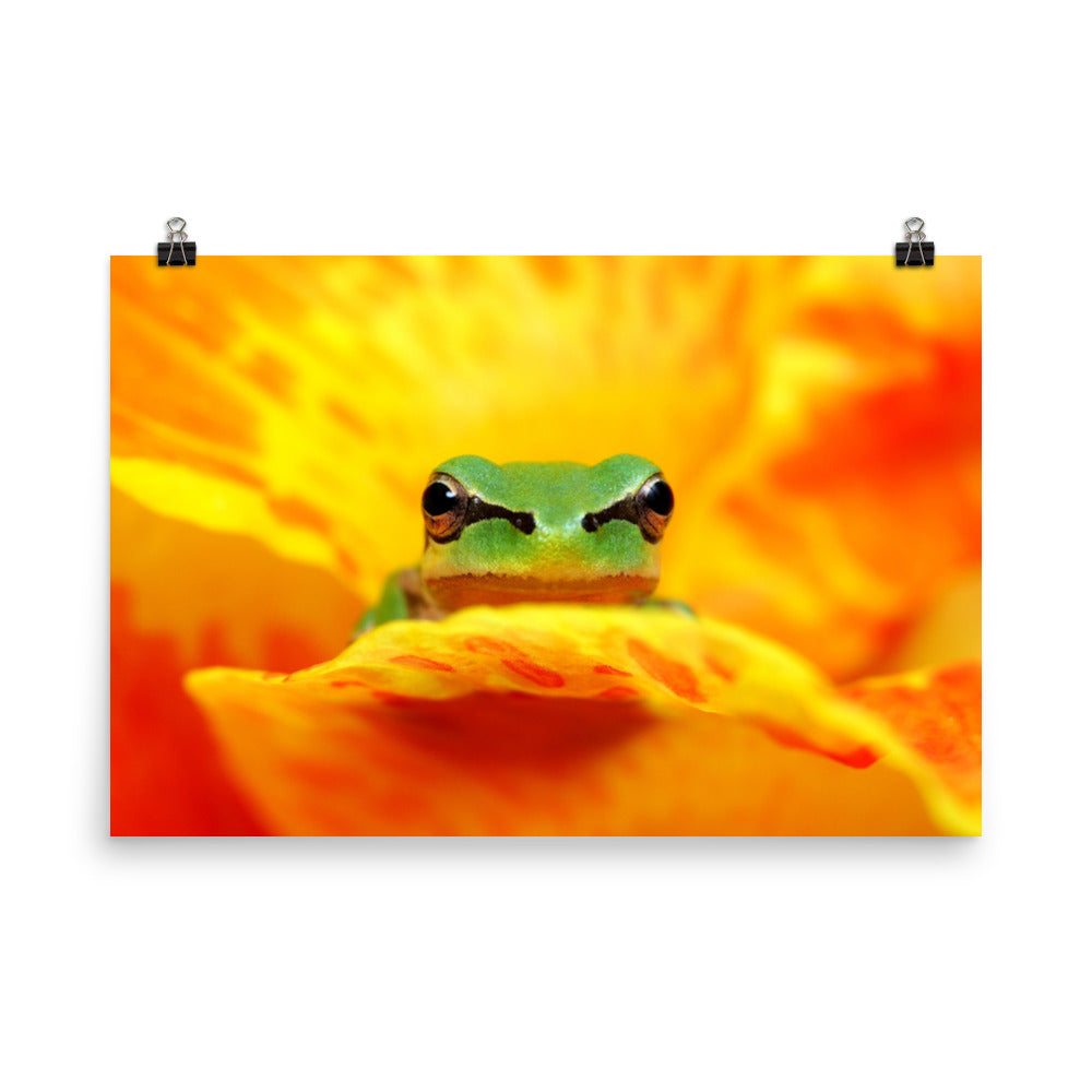 Hyla Green Frog on Yellow and Orange Flower Petals Wildlife Nature Photo Loose Wall Art Print