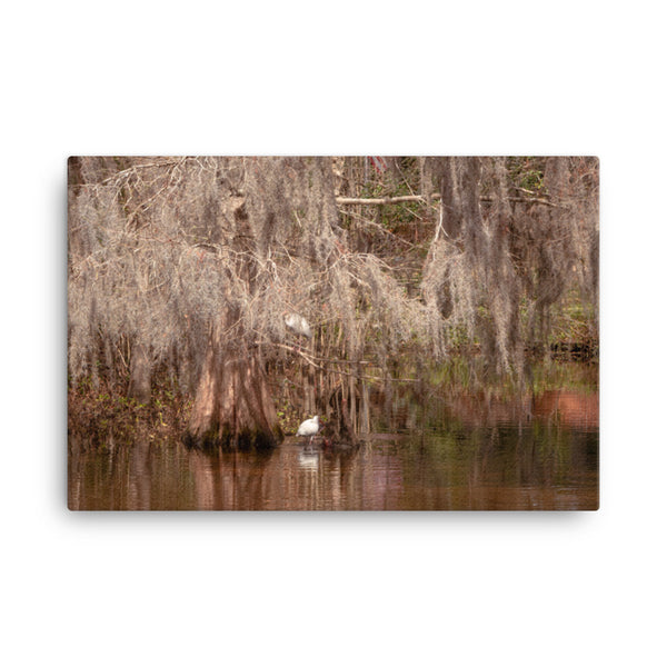 Ibis In The Cypress Trees Backwoods Coastal Landscape Photo Canvas Wall Art Prints