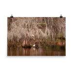 Coastal Bird Wall Art: Ibis In The Cypress Trees Backwoods Coastal Landscape Photo Loose Wall Art Prints