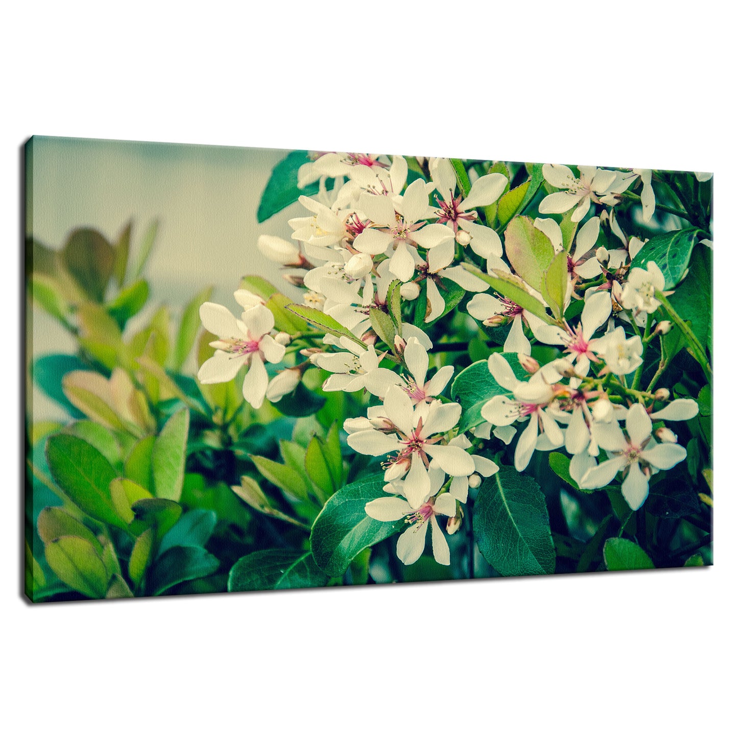 Indian Hawthorn Shrub in Bloom Colorized Floral Photo Fine Art Canvas Wall Art Prints  - PIPAFINEART