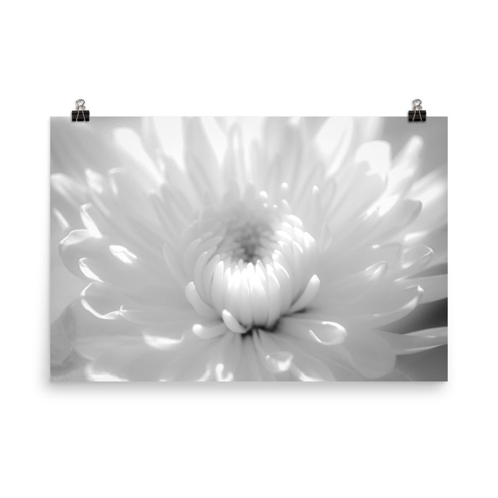 Infrared Flower 2 Black and White Floral Nature Photo Loose Unframed Wall Art Prints - PIPAFINEART